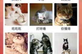 猫语翻译器 一款能够听懂猫星人说话的app软件下载